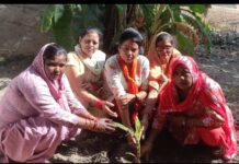 एक पेड़ उन लावारिस मृतकों के नाम जिनके आपने भी आखिरी समय में उनके साथ नहीं थे , क्रांतिकारी शालू सैनी